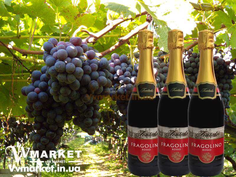 Купить Вино игристое Фраголино Fontale Fragolino Rosso, красное, сладкое, 0.75л с доставкой Киев, Авдеевка, Акимовка, Александрия, Александровка, Александровка, Алупка, Алушта, Алчевск,   Амвросиевка, Антрацит, Апостолово, Арбузинка, Армянск, Артемовск, Арциз, Ахтырка, Балаклея, Балта, Бар, Барановка, Барвенково, Барышевка, Бахмач,   Бахчисарай, Баштанка, Белая Церковь, Белгород-Днестровский, Беловодск, Белогорск, Белогорье, Белозерка, Белополье, Беляевка, Бердичев, Бердянск,   Берегово, Бережаны, Березанка, Березино, Березовка, Берислав, Бершадь, Близнюки, Бобринец, Бобровица, Богодухов, Богуслав, Болград, Болехов, Борзна,   Борислав, Борисполь, Боровая, Бородянка, Борщев, Боярка, Бровары, Броды, Брусилов, Брянка, Бузуков, Бурштын, Бурынь, Буск, Бучач, Валки, Варва,   Васильевка, Васильков, Васильковка, Великая Белозерка, Великая Новоселка, Верхнеднепровск, Верхов, Верховина, Веселиново, Веселое, Вижница,   Винница, Виноградов, Виньковцы, Вишневое, Владимир-Волынский, Владимирец, Вознесенск, Волноваха, Воловец, Володарка, Володарское, Волочиск,   Волчанск, Вольногорск, Вольнянск, Врадиевка, Высокополье, Вышгород, Гадяч, Гайворон, Гайсин, Галич, Гаспра, Геническ, Герца, Глеваха, Глобино, Глухов,   Глыбокая, Голая Пристань, Голованевск, Горловка, Горностаевка, Городенка, Городище, Городня, Городок, Горохов, Гоща, Гребенка, Гуляйполе, Гурзуф,   Гусятин, Двуречная, Дебальцево, Демидовка, Деражня, Дергачи, Джанкой, Дзержинск, Диканька, Днепродзержинск, Днепропетровск, Днепрорудное,   Доброполье, Добрянка, Докучаевск, Долина, Долинская, Доманевка, Донецк, Драбов, Дрогобыч, Дружковка, Дубно, Дубровица, Дунаевцы, Евпатория,   Еланец, Емильчино, Енакиево, Жашков, Желтые Воды, Жидачев, Житомир, Жмеринка, Жолква, Залещики, Запорожье, Заречное, Заставна, Зачепиловка,   Збараж, Зборов, Звенигородка, Згуровка, Здолбунов, Зеньков, Змиев, Знаменка, Золотоноша, Золочев, Ивано-Франковск, Ивановка, Иванычи, Измаил,   Изюм, Изяслав, Илларионово, Ильинцы, Ильичевск, Ирпень, Иршава, Ичня, Кагарлык, Казанка, Казатин, Каланчак, Калиновка, Калуш, Каменец-Подольский,   Каменка, Каменка-Бугская, Каменка-Днепровская, Камень-Каширский, Канев, Карловка, Катеринополь, Каховка, Кегичевка, Кельменцы, Керчь, Киверцы,   Киев, Килия, Кировоград, Кировск, Кировское, Кицмань, Кобеляки, Ковель, Кодыма, Козелец, Козельщина, Козова, Козятин, Коломак, Коломыя, Компанеевка,   Комсомольск, Конотоп, Константиновка, Кореиз, Корец, Короп, Коростень, Коростышев, Корсунь-Шевченковский, Корюковка, Косов, Костополь, Котельва,   Котовск, Краматорск, Красилов, Красноармейск, Красноград, Краснодон, Краснокутск, Красноперекопск, Краснополье, Красные Окны, Красный Лиман,   Красный Луч, Кременчуг, Кривой Рог, Куйбышево, Кулиничи, Купянск, Ладыжин, Лисичанск, Лозовая, Лопатин, Лохвица, Лубны, Луганск, Луцк, Львов,   Люботин, Макеевка, Мангуш, Марганец, Мариуполь, Марьинка, Мелитополь, Мена, Мерефа, Миргород, Михайловка, Млинов, Могилев-Подольский,   Молодецкое, Монастыриска, Монастырище, Моршин, Мостиска, Мукачево, Мурованые Куриловцы, Народичи, Недригайлов, Нежин, Немиров, Нетишин,   Нижние Серогозы, Николаев, Никополь, Новая Каховка, Новая Одесса, Новая Ушица, Новгород-Северский, Новгородка, Новоазовск, Новоайдар,   Новоархангельск, Нововолынск, Нововоронцовка, Новоград-Волынский, Новоднестровск, Новомиргород, Новомосковск, Новопсков, Новоселица,   Новотроицкое, Новоукраинка, Новояворовск, Новые Санжары, Новый Буг, Носовка, Обухов, Овидиополь, Овруч, Одесса, Онуфриевка, Оратов,   Орджоникидзе, Орехов, Оржица, Острог, Очаков, Павлоград, Первомайск, Первомайский, Первомайское, Перевальск, Перемышляны, Перечин, Переяслав-  Хмельницкий, Першотравенск, Першотравенск, Петрово, Петропавловка, Печенеги, Пирятин, Погребище, Подволочиск, Подгайцы, Полесское, Пологи,   Полонное, Полтава, Попасная, Попельня, Приазовское, Прилуки, Приморск, Пустомыты, Путивль, Путила, Пятихатки, Радехов, Радомышль, Радывылив,   Раздельная, Раздольное, Ракитное, Ратнов, Рахов, Репки, Решетиловка, Ровеньки, Ровно, Рогатин, Рожище, Рожнятов, Розовка, Романов, Ромны, Рубежное,   Ружин, Саврань, Садовое, Саки, Самбор, Сарата, Сарны, Сахновщина, Свалява, Сватово, Свердловск, Светловодск, Севастополь, Северодонецк, Селидово,   Семеновка, Семеновка, Середина-Буда, Симферополь, Синельниково, Скадовск, Сквира, Сколе, Славута, Славутич, Славяносербск, Славянск, Смела,   Снежное, Снигиревка, Снятин, Сокаль, Сокиряны, Соленое, Сосница, Сосновка, Софиевка, Ставище, Старая Выжевка, Старая Синява, Старобельск,   Старобешево, Старое село, Староконстантинов, Старый Самбор, Стаханов, Сторожинец, Стрый, Судак, Сумы, Счастье, Талалаевка, Тальное, Тараща,   Тарутино, Татарбунары, Тельманово, Теофиполь, Теплик, Теребовля, Терновка, Тернополь, Тетиев, Тлумач, Токмак, Томаковка, Томашполь, Торез,   Троицкое, Тростянец, Трускавец, Тульчин, Турийск, Турка,Тячев, Ужгород, Украинка, Ульяновка, Умань, Устиновка, Фастов, Феодосия, Фрунзовка,   Харцызск, Харьков, Херсон, Хмельник, Хмельницкий, Хорол, Хотин, Христиновка, Хуст, Харичанка, Цюрупинск, Олешки, Чаплинка, Чемеровцы,   Червоноармейск, Черноморск, Червоноград, Черкассы, Черневцы, Чернигов, Черниговка, Черновцы, Черногородка, Черняхов, Чортков, Чугуев, Чутово,   Шаргород, Шахтерск, Шацк, Шепетовка, Широкое, Ширяево, Шишаки, Шостка, Шпола, Шумск, Щорс, Энергодар, Южноукраинск, Южный, Яворов, Яготин,   Ялта, Ямполь, Яремча, Ярмолинцы, Ясиноватая, Украина