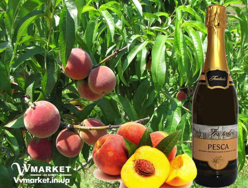 Купить Вино игристое Персик Fontale Pesca, сладкое, 0.75л с доставкой Киев, Авдеевка, Акимовка, Александрия, Александровка, Александровка, Алупка, Алушта, Алчевск,   Амвросиевка, Антрацит, Апостолово, Арбузинка, Армянск, Артемовск, Арциз, Ахтырка, Балаклея, Балта, Бар, Барановка, Барвенково, Барышевка, Бахмач,   Бахчисарай, Баштанка, Белая Церковь, Белгород-Днестровский, Беловодск, Белогорск, Белогорье, Белозерка, Белополье, Беляевка, Бердичев, Бердянск,   Берегово, Бережаны, Березанка, Березино, Березовка, Берислав, Бершадь, Близнюки, Бобринец, Бобровица, Богодухов, Богуслав, Болград, Болехов, Борзна,   Борислав, Борисполь, Боровая, Бородянка, Борщев, Боярка, Бровары, Броды, Брусилов, Брянка, Бузуков, Бурштын, Бурынь, Буск, Бучач, Валки, Варва,   Васильевка, Васильков, Васильковка, Великая Белозерка, Великая Новоселка, Верхнеднепровск, Верхов, Верховина, Веселиново, Веселое, Вижница,   Винница, Виноградов, Виньковцы, Вишневое, Владимир-Волынский, Владимирец, Вознесенск, Волноваха, Воловец, Володарка, Володарское, Волочиск,   Волчанск, Вольногорск, Вольнянск, Врадиевка, Высокополье, Вышгород, Гадяч, Гайворон, Гайсин, Галич, Гаспра, Геническ, Герца, Глеваха, Глобино, Глухов,   Глыбокая, Голая Пристань, Голованевск, Горловка, Горностаевка, Городенка, Городище, Городня, Городок, Горохов, Гоща, Гребенка, Гуляйполе, Гурзуф,   Гусятин, Двуречная, Дебальцево, Демидовка, Деражня, Дергачи, Джанкой, Дзержинск, Диканька, Днепродзержинск, Днепропетровск, Днепрорудное,   Доброполье, Добрянка, Докучаевск, Долина, Долинская, Доманевка, Донецк, Драбов, Дрогобыч, Дружковка, Дубно, Дубровица, Дунаевцы, Евпатория,   Еланец, Емильчино, Енакиево, Жашков, Желтые Воды, Жидачев, Житомир, Жмеринка, Жолква, Залещики, Запорожье, Заречное, Заставна, Зачепиловка,   Збараж, Зборов, Звенигородка, Згуровка, Здолбунов, Зеньков, Змиев, Знаменка, Золотоноша, Золочев, Ивано-Франковск, Ивановка, Иванычи, Измаил,   Изюм, Изяслав, Илларионово, Ильинцы, Ильичевск, Ирпень, Иршава, Ичня, Кагарлык, Казанка, Казатин, Каланчак, Калиновка, Калуш, Каменец-Подольский,   Каменка, Каменка-Бугская, Каменка-Днепровская, Камень-Каширский, Канев, Карловка, Катеринополь, Каховка, Кегичевка, Кельменцы, Керчь, Киверцы,   Киев, Килия, Кировоград, Кировск, Кировское, Кицмань, Кобеляки, Ковель, Кодыма, Козелец, Козельщина, Козова, Козятин, Коломак, Коломыя, Компанеевка,   Комсомольск, Конотоп, Константиновка, Кореиз, Корец, Короп, Коростень, Коростышев, Корсунь-Шевченковский, Корюковка, Косов, Костополь, Котельва,   Котовск, Краматорск, Красилов, Красноармейск, Красноград, Краснодон, Краснокутск, Красноперекопск, Краснополье, Красные Окны, Красный Лиман,   Красный Луч, Кременчуг, Кривой Рог, Куйбышево, Кулиничи, Купянск, Ладыжин, Лисичанск, Лозовая, Лопатин, Лохвица, Лубны, Луганск, Луцк, Львов,   Люботин, Макеевка, Мангуш, Марганец, Мариуполь, Марьинка, Мелитополь, Мена, Мерефа, Миргород, Михайловка, Млинов, Могилев-Подольский,   Молодецкое, Монастыриска, Монастырище, Моршин, Мостиска, Мукачево, Мурованые Куриловцы, Народичи, Недригайлов, Нежин, Немиров, Нетишин,   Нижние Серогозы, Николаев, Никополь, Новая Каховка, Новая Одесса, Новая Ушица, Новгород-Северский, Новгородка, Новоазовск, Новоайдар,   Новоархангельск, Нововолынск, Нововоронцовка, Новоград-Волынский, Новоднестровск, Новомиргород, Новомосковск, Новопсков, Новоселица,   Новотроицкое, Новоукраинка, Новояворовск, Новые Санжары, Новый Буг, Носовка, Обухов, Овидиополь, Овруч, Одесса, Онуфриевка, Оратов,   Орджоникидзе, Орехов, Оржица, Острог, Очаков, Павлоград, Первомайск, Первомайский, Первомайское, Перевальск, Перемышляны, Перечин, Переяслав-  Хмельницкий, Першотравенск, Першотравенск, Петрово, Петропавловка, Печенеги, Пирятин, Погребище, Подволочиск, Подгайцы, Полесское, Пологи,   Полонное, Полтава, Попасная, Попельня, Приазовское, Прилуки, Приморск, Пустомыты, Путивль, Путила, Пятихатки, Радехов, Радомышль, Радывылив,   Раздельная, Раздольное, Ракитное, Ратнов, Рахов, Репки, Решетиловка, Ровеньки, Ровно, Рогатин, Рожище, Рожнятов, Розовка, Романов, Ромны, Рубежное,   Ружин, Саврань, Садовое, Саки, Самбор, Сарата, Сарны, Сахновщина, Свалява, Сватово, Свердловск, Светловодск, Севастополь, Северодонецк, Селидово,   Семеновка, Семеновка, Середина-Буда, Симферополь, Синельниково, Скадовск, Сквира, Сколе, Славута, Славутич, Славяносербск, Славянск, Смела,   Снежное, Снигиревка, Снятин, Сокаль, Сокиряны, Соленое, Сосница, Сосновка, Софиевка, Ставище, Старая Выжевка, Старая Синява, Старобельск,   Старобешево, Старое село, Староконстантинов, Старый Самбор, Стаханов, Сторожинец, Стрый, Судак, Сумы, Счастье, Талалаевка, Тальное, Тараща,   Тарутино, Татарбунары, Тельманово, Теофиполь, Теплик, Теребовля, Терновка, Тернополь, Тетиев, Тлумач, Токмак, Томаковка, Томашполь, Торез,   Троицкое, Тростянец, Трускавец, Тульчин, Турийск, Турка,Тячев, Ужгород, Украинка, Ульяновка, Умань, Устиновка, Фастов, Феодосия, Фрунзовка,   Харцызск, Харьков, Херсон, Хмельник, Хмельницкий, Хорол, Хотин, Христиновка, Хуст, Харичанка, Цюрупинск, Олешки, Чаплинка, Чемеровцы,   Червоноармейск, Черноморск, Червоноград, Черкассы, Черневцы, Чернигов, Черниговка, Черновцы, Черногородка, Черняхов, Чортков, Чугуев, Чутово,   Шаргород, Шахтерск, Шацк, Шепетовка, Широкое, Ширяево, Шишаки, Шостка, Шпола, Шумск, Щорс, Энергодар, Южноукраинск, Южный, Яворов, Яготин,   Ялта, Ямполь, Яремча, Ярмолинцы, Ясиноватая, Украина