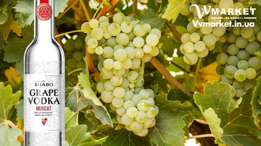Купить Водка виноградная Шабо Premium Muscat(Shabo) 0.375л - мускатная виноградная водка с доставкой Киев, Авдеевка, Акимовка, Александрия,   Александровка, Бережаны, Березанка, Березино, Березовка, Берислав, Бершадь, Близнюки, Бобринец, Бобровица, Богодухов,   Богуслав, Болград, Болехов, Коломыя, Компанеевка, Комсомольск, Конотоп, Константиновка, Кореиз, Корец, Короп, Коростень, Коростышев, Корсунь-Шевченковский, Корюковка, Косов, Костополь, Котельва, Котовск, Краматорск, Красилов, Красноармейск, Красноград,   Краснодон, Александровка, Алупка, Алушта, Алчевск, Амвросиевка, Антрацит, Апостолово, Арбузинка, Армянск,  Артемовск, Дубно, Дубровица, Дунаевцы, Евпатория, Еланец,   Емильчино, Енакиево, Жашков, Желтые Воды, Жидачев,  Белая   Церковь, Белгород-Днестровский, Беловодск, Белогорск, Белогорье, Белозерка, Белополье, Беляевка, Бердичев, Бердянск,   Берегово,  Торез, Троицкое, Тростянец, Трускавец, Тульчин, Турийск, Турка,Тячев, Ужгород, Украинка,   Ульяновка, Умань, Устиновка, Фастов, Феодосия, Фрунзовка, Харцызск, Харьков, Херсон, Хмельник, Хмельницкий, Хорол,   Хотин, Христиновка, Хуст, Харичанка,  Борзна, Борислав, Борисполь, Боровая, Бородянка, Борщев, Боярка, Бровары, Броды, Брусилов,   Брянка, Бузуков, Бурштын, Бурынь, Буск, Бучач, Валки, Варва, Васильевка, Васильков, Васильковка, Великая Белозерка,   Великая Новоселка, Верхнеднепровск, Верхов, Верховина, Веселиново, Веселое, Вижница, Винница, Виноградов, Виньковцы,   Вишневое, Житомир, Жмеринка, Жолква, Арциз, Ахтырка, Балаклея, Балта, Бар, Барановка, Барвенково, Барышевка, Бахмач, Бахчисарай, Баштанка, Владимир-Волынский, Владимирец, Вознесенск, Волноваха, Воловец, Володарка, Володарское, Волочиск, Волчанск,  Киверцы, Килия, Кировоград, Кировск, Кировское, Кицмань, Кобеляки, Ковель, Кодыма, Козелец, Козельщина, Козова, Козятин, Коломак, Краснокутск, Красноперекопск, Краснополье, Красные Окны, Красный Лиман, Красный Луч, Кременчуг, Кривой Рог,   Куйбышево, Днепр, Днепрорудное, Доброполье, Добрянка, Докучаевск,   Долина, Долинская, Доманевка, Донецк, Драбов, Дрогобыч, Дружковка,  Залещики, Запорожье,Монастыриска, Монастырище, Моршин, Мостиска, Мукачево, Мурованые Куриловцы, Народичи,   Недригайлов, Нежин, Немиров, Нетишин, Нижние Серогозы, Николаев, Никополь, Новая Каховка, Новая Одесса, Новая Ушица, Згуровка, Здолбунов, Зеньков, Змиев, Знаменка, Золотоноша, Золочев, Ивано-Франковск, Ивановка, Иванычи, Измаил, Изюм, Изяслав, Илларионово, Ильинцы, Ильичевск, Ирпень, Иршава, Ичня, Кагарлык, Казанка, Казатин, Каланчак, Калиновка, Калуш,  Вольногорск, Вольнянск, Врадиевка, Высокополье, Вышгород, Гадяч, Гайворон, Гайсин, Галич, Гаспра, Геническ, Герца,   Глеваха, Глобино, Глухов, Глыбокая, Голая Пристань, Голованевск, Горловка, Горностаевка, Городенка, Городище, Городня,   Городок, Горохов, Гоща, Гребенка, Гуляйполе, Гурзуф, Гусятин, Двуречная, Дебальцево, Демидовка, Деражня, Новоукраинка,   Новояворовск, Новые Санжары, Новый Буг, Носовка, Обухов, Овидиополь, Овруч, Одесса, Днепродзержинск,  Заречное,   Заставна, Дергачи, Джанкой,  Кулиничи, Купянск, Ладыжин, Лисичанск, Лозовая, Лопатин, Лохвица, Лубны, Луганск, Луцк, Львов, Люботин, Макеевка, Мангуш, Марганец, Мариуполь, Марьинка, Мелитополь, Мена, Мерефа, Миргород, Михайловка, Млинов, Могилев-Подольский, Молодецкое, Дзержинск, Диканька, Каменец-Подольский, Каменка, Каменка-Бугская, Каменка-Днепровская, Камень-Каширский, Канев, Карловка, Катеринополь, Новгород-Северский, Новгородка, Новоазовск, Новоайдар, Новоархангельск,    Ракитное, Ратнов, Рахов, Репки, Решетиловка, Ровеньки, Ровно, Рогатин, Рожище, Рожнятов, Розовка, Романов, Ромны,   Рубежное, Ружин, Саврань, Садовое, Саки, Самбор, Сарата, Сарны, Сахновщина, Свалява, Сватово, Свердловск, Светловодск,   Севастополь, Северодонецк, Селидово, Семеновка, Семеновка, Середина-Буда, Симферополь, Синельниково, Скадовск, Новоселица, Новотроицкое,  Зачепиловка, Збараж, Зборов, Звенигородка, Каховка, Кегичевка, Кельменцы, Керчь,Онуфриевка, Оратов,   Орджоникидзе, Орехов, Оржица, Острог, Очаков, Павлоград, Первомайск, Первомайский, Первомайское, Перевальск,   Перемышляны, Перечин, Переяслав-Хмельницкий, Першотравенск, Першотравенск, Петрово, Петропавловка, Печенеги,   Пирятин, Погребище, Подволочиск, Подгайцы, Полесское, Пологи, Полонное, Полтава, Попасная, Попельня, Приазовское,   Прилуки, Приморск, Пустомыты, Путивль, Путила, Пятихатки, Радехов, Радомышль, Радывылив, Разде   Сквира, Сколе, Славута, Славутич, Славяносербск, Славянск, Нововолынск, Нововоронцовка, Новоград-  Волынский, Новоднестровск, Новомиргород, Новомосковск, Новопсков, льная, Раздольное, Смела, Снежное, Снигиревка, Снятин, Сокаль, Сокиряны, Соленое, Сосница, Сосновка, Софиевка, Ставище, Старая Выжевка, Старая Синява, Старобельск, Старобешево, Старое село, Староконстантинов, Старый Самбор, Стаханов, Сторожинец, Стрый, Судак, Сумы, Счастье, Талалаевка, Тальное, Тараща, Тарутино, Татарбунары, Тельманово, Теофиполь, Теплик, Теребовля, Терновка, Тернополь, Тетиев, Тлумач, Токмак,   Томаковка, Томашполь, Цюрупинск, Олешки, Чаплинка, Чемеровцы, Червоноармейск, Черноморск,   Червоноград, Черкассы, Черневцы, Чернигов, Черниговка, Черновцы, Черногородка, Черняхов, Чортков, Чугуев, Чутово, Шаргород, Шахтерск, Шацк, Шепетовка, Широкое, Ширяево, Шишаки, Шостка, Шпола, Шумск, Щорс, Энергодар,   Южноукраинск, Южный, Яворов, Яготин, Ялта, Ямполь, Яремча, Ярмолинцы, Ясиноватая, Украина