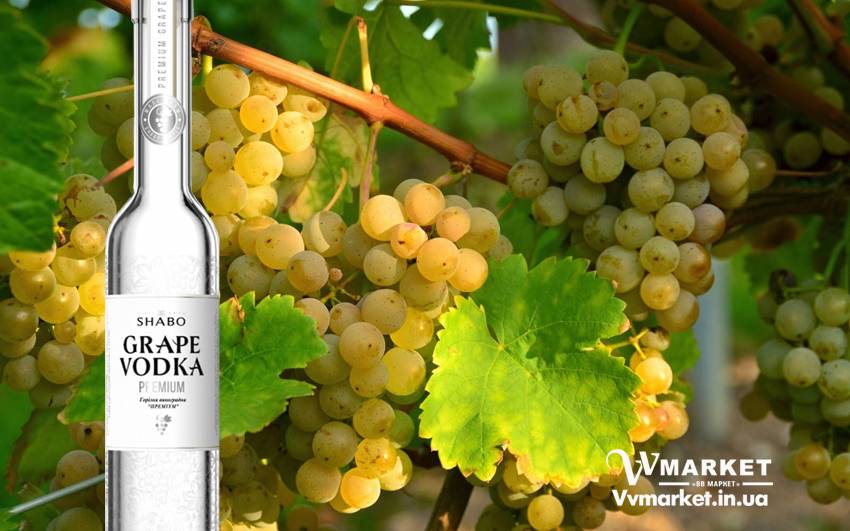 Купить Водка виноградная Шабо Premium (Shabo) 0.375л - мускатная виноградная водка с доставкой Киев, Авдеевка, Акимовка, Александрия,   Александровка, Бережаны, Березанка, Березино, Березовка, Берислав, Бершадь, Близнюки, Бобринец, Бобровица, Богодухов,   Богуслав, Болград, Болехов, Коломыя, Компанеевка, Комсомольск, Конотоп, Константиновка, Кореиз, Корец, Короп, Коростень, Коростышев, Корсунь-Шевченковский, Корюковка, Косов, Костополь, Котельва, Котовск, Краматорск, Красилов, Красноармейск, Красноград,   Краснодон, Александровка, Алупка, Алушта, Алчевск, Амвросиевка, Антрацит, Апостолово, Арбузинка, Армянск,  Артемовск, Дубно, Дубровица, Дунаевцы, Евпатория, Еланец,   Емильчино, Енакиево, Жашков, Желтые Воды, Жидачев,  Белая   Церковь, Белгород-Днестровский, Беловодск, Белогорск, Белогорье, Белозерка, Белополье, Беляевка, Бердичев, Бердянск,   Берегово,  Торез, Троицкое, Тростянец, Трускавец, Тульчин, Турийск, Турка,Тячев, Ужгород, Украинка,   Ульяновка, Умань, Устиновка, Фастов, Феодосия, Фрунзовка, Харцызск, Харьков, Херсон, Хмельник, Хмельницкий, Хорол,   Хотин, Христиновка, Хуст, Харичанка,  Борзна, Борислав, Борисполь, Боровая, Бородянка, Борщев, Боярка, Бровары, Броды, Брусилов,   Брянка, Бузуков, Бурштын, Бурынь, Буск, Бучач, Валки, Варва, Васильевка, Васильков, Васильковка, Великая Белозерка,   Великая Новоселка, Верхнеднепровск, Верхов, Верховина, Веселиново, Веселое, Вижница, Винница, Виноградов, Виньковцы,   Вишневое, Житомир, Жмеринка, Жолква, Арциз, Ахтырка, Балаклея, Балта, Бар, Барановка, Барвенково, Барышевка, Бахмач, Бахчисарай, Баштанка, Владимир-Волынский, Владимирец, Вознесенск, Волноваха, Воловец, Володарка, Володарское, Волочиск, Волчанск,  Киверцы, Килия, Кировоград, Кировск, Кировское, Кицмань, Кобеляки, Ковель, Кодыма, Козелец, Козельщина, Козова, Козятин, Коломак, Краснокутск, Красноперекопск, Краснополье, Красные Окны, Красный Лиман, Красный Луч, Кременчуг, Кривой Рог,   Куйбышево, Днепр, Днепрорудное, Доброполье, Добрянка, Докучаевск,   Долина, Долинская, Доманевка, Донецк, Драбов, Дрогобыч, Дружковка,  Залещики, Запорожье,Монастыриска, Монастырище, Моршин, Мостиска, Мукачево, Мурованые Куриловцы, Народичи,   Недригайлов, Нежин, Немиров, Нетишин, Нижние Серогозы, Николаев, Никополь, Новая Каховка, Новая Одесса, Новая Ушица, Згуровка, Здолбунов, Зеньков, Змиев, Знаменка, Золотоноша, Золочев, Ивано-Франковск, Ивановка, Иванычи, Измаил, Изюм, Изяслав, Илларионово, Ильинцы, Ильичевск, Ирпень, Иршава, Ичня, Кагарлык, Казанка, Казатин, Каланчак, Калиновка, Калуш,  Вольногорск, Вольнянск, Врадиевка, Высокополье, Вышгород, Гадяч, Гайворон, Гайсин, Галич, Гаспра, Геническ, Герца,   Глеваха, Глобино, Глухов, Глыбокая, Голая Пристань, Голованевск, Горловка, Горностаевка, Городенка, Городище, Городня,   Городок, Горохов, Гоща, Гребенка, Гуляйполе, Гурзуф, Гусятин, Двуречная, Дебальцево, Демидовка, Деражня, Новоукраинка,   Новояворовск, Новые Санжары, Новый Буг, Носовка, Обухов, Овидиополь, Овруч, Одесса, Днепродзержинск,  Заречное,   Заставна, Дергачи, Джанкой,  Кулиничи, Купянск, Ладыжин, Лисичанск, Лозовая, Лопатин, Лохвица, Лубны, Луганск, Луцк, Львов, Люботин, Макеевка, Мангуш, Марганец, Мариуполь, Марьинка, Мелитополь, Мена, Мерефа, Миргород, Михайловка, Млинов, Могилев-Подольский, Молодецкое, Дзержинск, Диканька, Каменец-Подольский, Каменка, Каменка-Бугская, Каменка-Днепровская, Камень-Каширский, Канев, Карловка, Катеринополь, Новгород-Северский, Новгородка, Новоазовск, Новоайдар, Новоархангельск,    Ракитное, Ратнов, Рахов, Репки, Решетиловка, Ровеньки, Ровно, Рогатин, Рожище, Рожнятов, Розовка, Романов, Ромны,   Рубежное, Ружин, Саврань, Садовое, Саки, Самбор, Сарата, Сарны, Сахновщина, Свалява, Сватово, Свердловск, Светловодск,   Севастополь, Северодонецк, Селидово, Семеновка, Семеновка, Середина-Буда, Симферополь, Синельниково, Скадовск, Новоселица, Новотроицкое,  Зачепиловка, Збараж, Зборов, Звенигородка, Каховка, Кегичевка, Кельменцы, Керчь,Онуфриевка, Оратов,   Орджоникидзе, Орехов, Оржица, Острог, Очаков, Павлоград, Первомайск, Первомайский, Первомайское, Перевальск,   Перемышляны, Перечин, Переяслав-Хмельницкий, Першотравенск, Першотравенск, Петрово, Петропавловка, Печенеги,   Пирятин, Погребище, Подволочиск, Подгайцы, Полесское, Пологи, Полонное, Полтава, Попасная, Попельня, Приазовское,   Прилуки, Приморск, Пустомыты, Путивль, Путила, Пятихатки, Радехов, Радомышль, Радывылив, Разде   Сквира, Сколе, Славута, Славутич, Славяносербск, Славянск, Нововолынск, Нововоронцовка, Новоград-  Волынский, Новоднестровск, Новомиргород, Новомосковск, Новопсков, льная, Раздольное, Смела, Снежное, Снигиревка, Снятин, Сокаль, Сокиряны, Соленое, Сосница, Сосновка, Софиевка, Ставище, Старая Выжевка, Старая Синява, Старобельск, Старобешево, Старое село, Староконстантинов, Старый Самбор, Стаханов, Сторожинец, Стрый, Судак, Сумы, Счастье, Талалаевка, Тальное, Тараща, Тарутино, Татарбунары, Тельманово, Теофиполь, Теплик, Теребовля, Терновка, Тернополь, Тетиев, Тлумач, Токмак,   Томаковка, Томашполь, Цюрупинск, Олешки, Чаплинка, Чемеровцы, Червоноармейск, Черноморск,   Червоноград, Черкассы, Черневцы, Чернигов, Черниговка, Черновцы, Черногородка, Черняхов, Чортков, Чугуев, Чутово, Шаргород, Шахтерск, Шацк, Шепетовка, Широкое, Ширяево, Шишаки, Шостка, Шпола, Шумск, Щорс, Энергодар,   Южноукраинск, Южный, Яворов, Яготин, Ялта, Ямполь, Яремча, Ярмолинцы, Ясиноватая, Украина