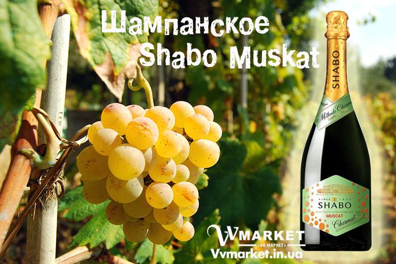 Купить Вино игристое Шабо Charmat мускатное белое, 0.75л с доставкой Киев, Авдеевка, Акимовка, Александрия,   Александровка, Бережаны, Березанка, Березино, Березовка, Берислав, Бершадь, Близнюки, Бобринец, Бобровица, Богодухов,   Богуслав, Болград, Болехов, Коломыя, Компанеевка, Комсомольск, Конотоп, Константиновка, Кореиз, Корец, Короп, Коростень, Коростышев, Корсунь-Шевченковский, Корюковка, Косов, Костополь, Котельва, Котовск, Краматорск, Красилов, Красноармейск, Красноград,   Краснодон, Александровка, Алупка, Алушта, Алчевск, Амвросиевка, Антрацит, Апостолово, Арбузинка, Армянск,  Артемовск, Дубно, Дубровица, Дунаевцы, Евпатория, Еланец,   Емильчино, Енакиево, Жашков, Желтые Воды, Жидачев,  Белая   Церковь, Белгород-Днестровский, Беловодск, Белогорск, Белогорье, Белозерка, Белополье, Беляевка, Бердичев, Бердянск,   Берегово,  Торез, Троицкое, Тростянец, Трускавец, Тульчин, Турийск, Турка,Тячев, Ужгород, Украинка,   Ульяновка, Умань, Устиновка, Фастов, Феодосия, Фрунзовка, Харцызск, Харьков, Херсон, Хмельник, Хмельницкий, Хорол,   Хотин, Христиновка, Хуст, Харичанка,  Борзна, Борислав, Борисполь, Боровая, Бородянка, Борщев, Боярка, Бровары, Броды, Брусилов,   Брянка, Бузуков, Бурштын, Бурынь, Буск, Бучач, Валки, Варва, Васильевка, Васильков, Васильковка, Великая Белозерка,   Великая Новоселка, Верхнеднепровск, Верхов, Верховина, Веселиново, Веселое, Вижница, Винница, Виноградов, Виньковцы,   Вишневое, Житомир, Жмеринка, Жолква, Арциз, Ахтырка, Балаклея, Балта, Бар, Барановка, Барвенково, Барышевка, Бахмач, Бахчисарай, Баштанка, Владимир-Волынский, Владимирец, Вознесенск, Волноваха, Воловец, Володарка, Володарское, Волочиск, Волчанск,  Киверцы, Килия, Кировоград, Кировск, Кировское, Кицмань, Кобеляки, Ковель, Кодыма, Козелец, Козельщина, Козова, Козятин, Коломак, Краснокутск, Красноперекопск, Краснополье, Красные Окны, Красный Лиман, Красный Луч, Кременчуг, Кривой Рог,   Куйбышево, Днепр, Днепрорудное, Доброполье, Добрянка, Докучаевск,   Долина, Долинская, Доманевка, Донецк, Драбов, Дрогобыч, Дружковка,  Залещики, Запорожье,Монастыриска, Монастырище, Моршин, Мостиска, Мукачево, Мурованые Куриловцы, Народичи,   Недригайлов, Нежин, Немиров, Нетишин, Нижние Серогозы, Николаев, Никополь, Новая Каховка, Новая Одесса, Новая Ушица, Згуровка, Здолбунов, Зеньков, Змиев, Знаменка, Золотоноша, Золочев, Ивано-Франковск, Ивановка, Иванычи, Измаил, Изюм, Изяслав, Илларионово, Ильинцы, Ильичевск, Ирпень, Иршава, Ичня, Кагарлык, Казанка, Казатин, Каланчак, Калиновка, Калуш,  Вольногорск, Вольнянск, Врадиевка, Высокополье, Вышгород, Гадяч, Гайворон, Гайсин, Галич, Гаспра, Геническ, Герца,   Глеваха, Глобино, Глухов, Глыбокая, Голая Пристань, Голованевск, Горловка, Горностаевка, Городенка, Городище, Городня,   Городок, Горохов, Гоща, Гребенка, Гуляйполе, Гурзуф, Гусятин, Двуречная, Дебальцево, Демидовка, Деражня, Новоукраинка,   Новояворовск, Новые Санжары, Новый Буг, Носовка, Обухов, Овидиополь, Овруч, Одесса, Днепродзержинск,  Заречное,   Заставна, Дергачи, Джанкой,  Кулиничи, Купянск, Ладыжин, Лисичанск, Лозовая, Лопатин, Лохвица, Лубны, Луганск, Луцк, Львов, Люботин, Макеевка, Мангуш, Марганец, Мариуполь, Марьинка, Мелитополь, Мена, Мерефа, Миргород, Михайловка, Млинов, Могилев-Подольский, Молодецкое, Дзержинск, Диканька, Каменец-Подольский, Каменка, Каменка-Бугская, Каменка-Днепровская, Камень-Каширский, Канев, Карловка, Катеринополь, Новгород-Северский, Новгородка, Новоазовск, Новоайдар, Новоархангельск,    Ракитное, Ратнов, Рахов, Репки, Решетиловка, Ровеньки, Ровно, Рогатин, Рожище, Рожнятов, Розовка, Романов, Ромны,   Рубежное, Ружин, Саврань, Садовое, Саки, Самбор, Сарата, Сарны, Сахновщина, Свалява, Сватово, Свердловск, Светловодск,   Севастополь, Северодонецк, Селидово, Семеновка, Семеновка, Середина-Буда, Симферополь, Синельниково, Скадовск, Новоселица, Новотроицкое,  Зачепиловка, Збараж, Зборов, Звенигородка, Каховка, Кегичевка, Кельменцы, Керчь,Онуфриевка, Оратов,   Орджоникидзе, Орехов, Оржица, Острог, Очаков, Павлоград, Первомайск, Первомайский, Первомайское, Перевальск,   Перемышляны, Перечин, Переяслав-Хмельницкий, Першотравенск, Першотравенск, Петрово, Петропавловка, Печенеги,   Пирятин, Погребище, Подволочиск, Подгайцы, Полесское, Пологи, Полонное, Полтава, Попасная, Попельня, Приазовское,   Прилуки, Приморск, Пустомыты, Путивль, Путила, Пятихатки, Радехов, Радомышль, Радывылив, Разде   Сквира, Сколе, Славута, Славутич, Славяносербск, Славянск, Нововолынск, Нововоронцовка, Новоград-  Волынский, Новоднестровск, Новомиргород, Новомосковск, Новопсков, льная, Раздольное, Смела, Снежное, Снигиревка, Снятин, Сокаль, Сокиряны, Соленое, Сосница, Сосновка, Софиевка, Ставище, Старая Выжевка, Старая Синява, Старобельск, Старобешево, Старое село, Староконстантинов, Старый Самбор, Стаханов, Сторожинец, Стрый, Судак, Сумы, Счастье, Талалаевка, Тальное, Тараща, Тарутино, Татарбунары, Тельманово, Теофиполь, Теплик, Теребовля, Терновка, Тернополь, Тетиев, Тлумач, Токмак,   Томаковка, Томашполь, Цюрупинск, Олешки, Чаплинка, Чемеровцы, Червоноармейск, Черноморск,   Червоноград, Черкассы, Черневцы, Чернигов, Черниговка, Черновцы, Черногородка, Черняхов, Чортков, Чугуев, Чутово, Шаргород, Шахтерск, Шацк, Шепетовка, Широкое, Ширяево, Шишаки, Шостка, Шпола, Шумск, Щорс, Энергодар,   Южноукраинск, Южный, Яворов, Яготин, Ялта, Ямполь, Яремча, Ярмолинцы, Ясиноватая, Украина