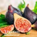 Алоэ Вера Figgy Fruit Набор, LR с доставкой вся Украина